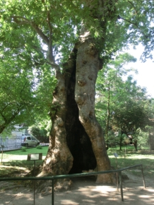 Padova - Orto_Botanico - L'albero spaccato
